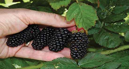 توت برای دیابتی ها ؛ ایا شاه توت خشک برای دیابتی ها خوب است