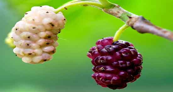 توت برای سگ و ایا میتوان به توله سگ توت خشک داد یا نه توت برای سگ ؛ ایا میتوان به توله سگ توت خشک داد یا نه