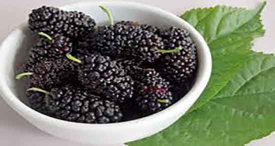 توت برای معده ؛ ایا مصرف توت تازه برای درمان زخم معده مفید است