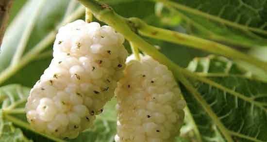 توت برای کرونا و ایا توت سیاه برای درمان ویروس کرونا خوب است توت برای کرونا ؛ ایا توت سیاه برای درمان ویروس کرونا خوب است