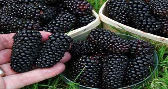 توت در بارداری ؛ ایا مصرف توت سفید در بارداری برای جنین مفید است