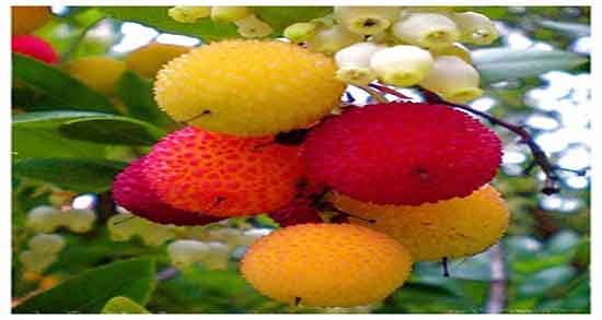 توت در شیردهی ؛ خاصیت مصرف توت برای افزایش شیر مادران