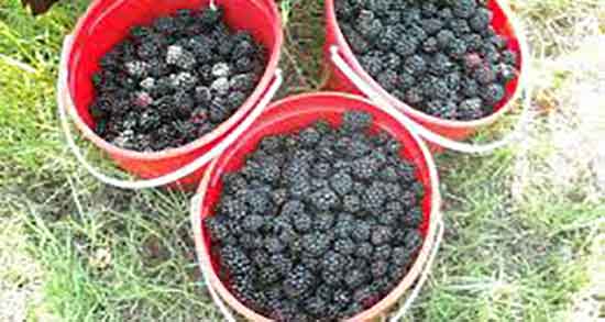 توت در چه فصلی است و وقت بهره برداری از درخت توت چه فصلی است توت در چه فصلی است ؛ وقت بهره برداری از درخت توت چه فصلی است