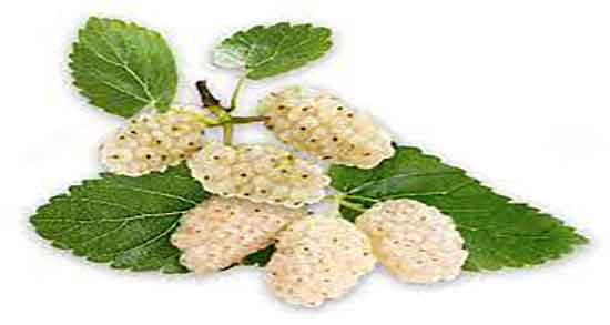 توت و بارداری ؛ خاصیت خوردن توت در دوران بارداری زنان چیست