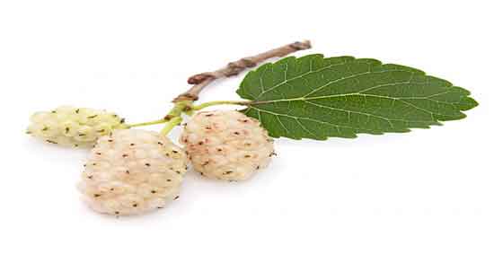 توت و قند خون و برای جلو گیری از دیابت میتوان از توت خشک استفاده کرد توت و قند خون ؛ برای جلو گیری از دیابت میتوان از توت خشک استفاده کرد