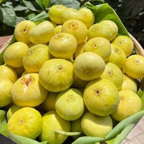 جادوگری به نام انجیر و گردو | داروی همه دردها را بشناسید