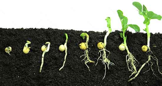 جوانه لوبیا برای کودکان ؛ خواص جوانه حبوبات برای کودکان و نوجوانان جوانه لوبیا برای کودکان ؛ خواص جوانه حبوبات برای کودکان و نوجوانان