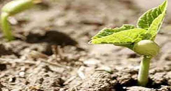 جوانه لوبیا چشم بلبلی سمی است؟ ؛ آیا جوانه لوبیا را میشود خورد جوانه لوبیا چشم بلبلی سمی است؟ ؛ آیا جوانه لوبیا را میشود خورد