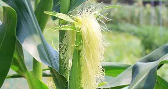 جوشانده کاکل ذرت ؛ ایا جوشانده کاکل ذرت برای دیابت مفید است جوشانده کاکل ذرت ؛ ایا جوشانده کاکل ذرت برای دیابت مفید است