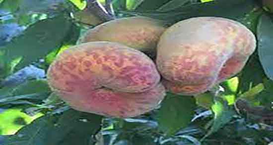 حساسیت به هلو انجیری و چه کسانی به خوردن هلو انجیری الرژی داردند حساسیت به هلو انجیری ؛ چه کسانی به خوردن هلو انجیری الرژی داردند