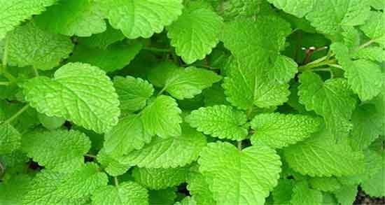 خاصیت بادرنجبویه برای لاغری ؛ ایا بادرنجبویه برای کاهش اشتها مفیده خاصیت بادرنجبویه برای لاغری ؛ ایا بادرنجبویه برای کاهش اشتها مفیده