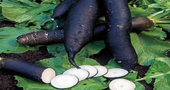 خاصیت ترب سیاه ؛ خواص مصرف ترب سیاه برای درمان سنگ کلیه خاصیت ترب سیاه ؛ خواص مصرف ترب سیاه برای درمان سنگ کلیه