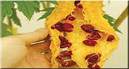 خاصیت خربزه تلخ ؛ فواید مصرف خربزه تلخ برای زنان باردار چیست خاصیت خربزه تلخ ؛ فواید مصرف خربزه تلخ برای زنان باردار چیست