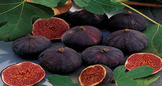 خاصیت شیره انجیر ؛ خواص شیره انجیر از نظر طب اسلامی چیست خاصیت شیره انجیر ؛ خواص شیره انجیر از نظر طب اسلامی چیست