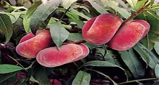 خاصیت هلو انجیری ؛ ایا خوردن هلو انجیری برای سنگ کلیه مفید است