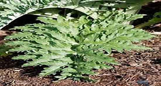 خاصیت کنگر فرنگی ؛ فواید ضد سرطانی کنگر فرنگی برای بدن انسان خاصیت کنگر فرنگی ؛ فواید ضد سرطانی کنگر فرنگی برای بدن انسان