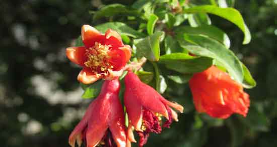 خاصیت گل انار برای پوست ؛ گل انار به عنوان یک روشن کننده طبیعی پوست خاصیت گل انار برای پوست ؛ گل انار به عنوان یک روشن کننده طبیعی پوست