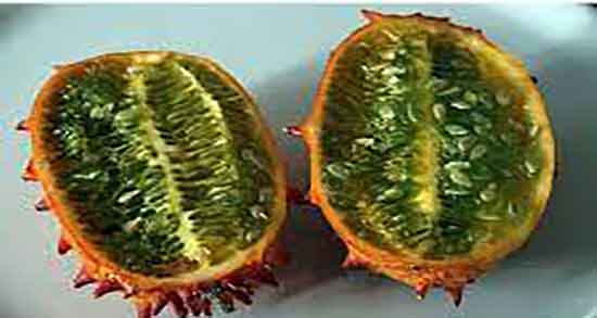 خربزه شاخدار در ایران و ایا در ایران گیاه خربزه شاخدار رشد میکند خربزه شاخدار در ایران ؛ ایا در ایران گیاه خربزه شاخدار رشد میکند