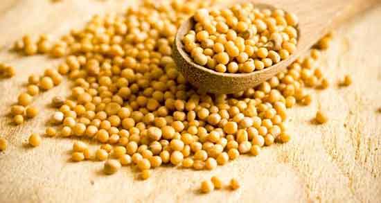 خردل برای چی خوب است ؛ استفاده از خردل برای چی خوب است خردل برای چی خوب است ؛ استفاده از خردل برای چی خوب است