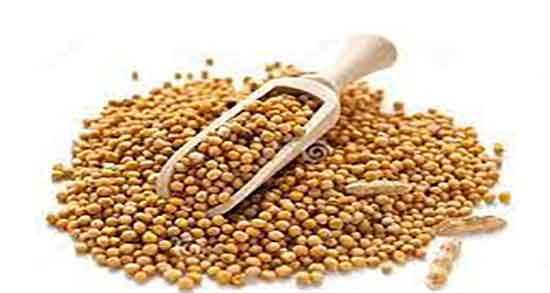 خردل چیست ؛ فواید مصرف خردل سبز برای بدن انسان چیست خردل چیست ؛ فواید مصرف خردل سبز برای بدن انسان چیست