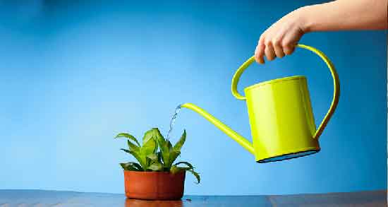 خواص آب برنج برای گلدان ؛ داشتن گیاهانی شاداب با آب برنج خواص آب برنج برای گلدان ؛ داشتن گیاهانی شاداب با آب برنج