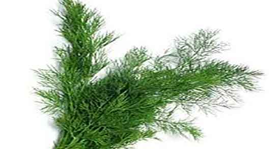 خواص آب شوید ؛ فواید مصرف اب شوید برای لاغری شکم و پهلو خواص آب شوید ؛ فواید مصرف اب شوید برای لاغری شکم و پهلو