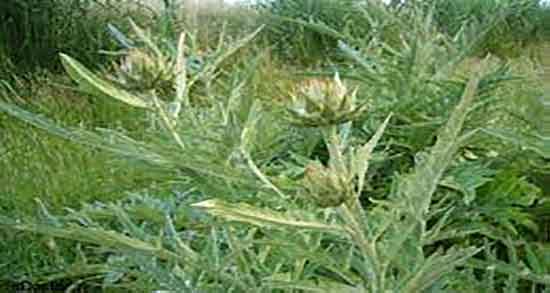 خواص آرتیشو برای پوست ؛ ایا مصرف ارتیشو برای زیبایی پوست مفیده