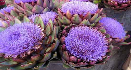 خواص آرتیشو برای کبد چرب ؛ درمان کبد چرب با مصرف ارتیشو پخته