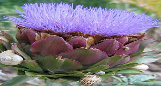 خواص آرتیشو در بارداری و فواید مصرف ارتیشو برای زنان باردار چیه خواص آرتیشو در بارداری ؛ فواید مصرف ارتیشو برای زنان باردار چیه