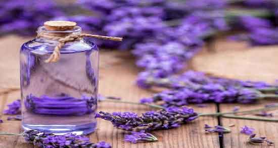 خواص اسطوخودوس برای اعصاب ؛ آشنایی با خاصیت آرامش بخش بودن اسطوخودوس خواص اسطوخودوس برای اعصاب ؛ آشنایی با خاصیت آرامش بخش بودن اسطوخودوس