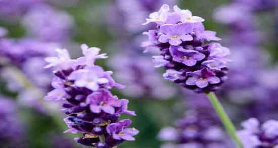 خواص اسطوخودوس برای حافظه ؛ تاثیر استفاده از اسطوخودوس برای تقویت حافظه خواص اسطوخودوس برای حافظه ؛ تاثیر استفاده از اسطوخودوس برای تقویت حافظه