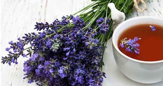 خواص اسطوخودوس برای ریه و اعصاب و کبد و عفونت رحم و مغز خواص اسطوخودوس ؛ برای ریه و اعصاب و کبد و عفونت رحم و مغز