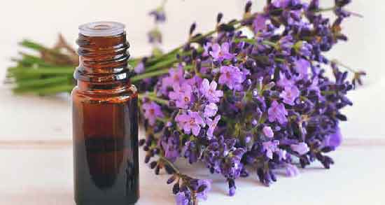 خواص اسطوخودوس برای سودا ؛ درمان سنتی و خانگی سودا با اسطوخودوس