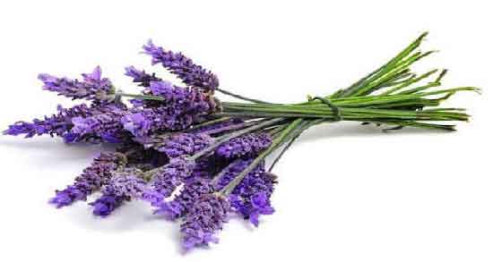 خواص اسطوخودوس برای مغز ؛ درمان بیماری های مغز و اعصاب با اسطوخودوس خواص اسطوخودوس برای مغز ؛ درمان بیماری های مغز و اعصاب با اسطوخودوس