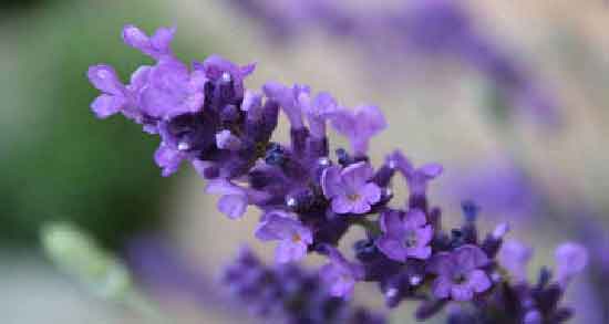 خواص اسطوخودوس برای مو ؛ افزایش رشد مو با استفاده از اسطوخودوس خواص اسطوخودوس برای مو ؛ افزایش رشد مو با استفاده از اسطوخودوس