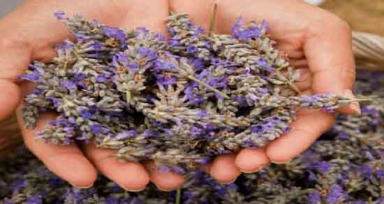 خواص اسطوخودوس برای وسواس ؛ درمان وسواس و اختلالات فکری با اسطوخودوس