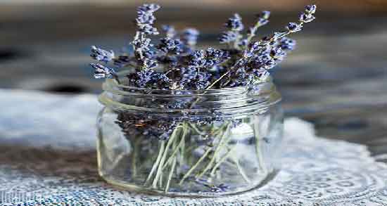 خواص اسطوخودوس برای پوست ؛ کاهش چین و چروک پوست با اسطوخودوس خواص اسطوخودوس برای پوست ؛ کاهش چین و چروک پوست با اسطوخودوس