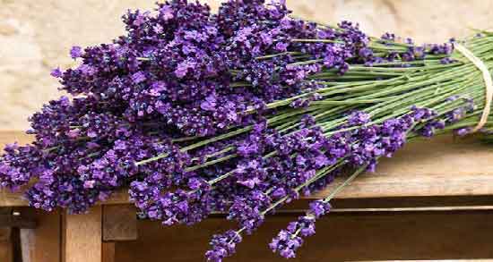 خواص اسطوخودوس برای کیست ؛ از بین بردن کیست با استفاده از اسطوخودوس