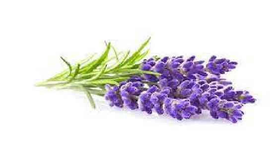 خواص اسطوخودوس در طب اسلامی ؛ بررسی خواص و کاربردهای اسطوخودوس در طب اسلامی خواص اسطوخودوس در طب اسلامی ؛ بررسی خواص و کاربردهای اسطوخودوس در طب اسلامی