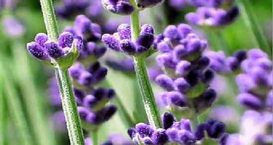 خواص اسطوخودوس و افتیمون ؛ درمان بی ‌خوابی و مشکلات خواب با اسطوخودوس و افتیمون