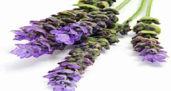 خواص اسطوخودوس چیست ؛ درمان استرس و تپش قلب با مصرف اسطوخودوس خواص اسطوخودوس چیست ؛ درمان استرس و تپش قلب با مصرف اسطوخودوس