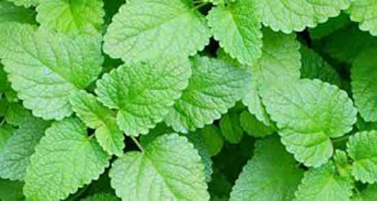 خواص بادرنجبویه برای سرماخوردگی ؛ خوردن بادرنجبویه برای درد گلو خواص بادرنجبویه برای سرماخوردگی ؛ خوردن بادرنجبویه برای درد گلو