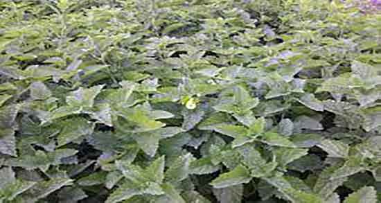 خواص بادرنجبویه برای مغز ؛ فواید بادرنجبویه برای رفع کم حافظگی خواص بادرنجبویه برای مغز ؛ فواید بادرنجبویه برای رفع کم حافظگی