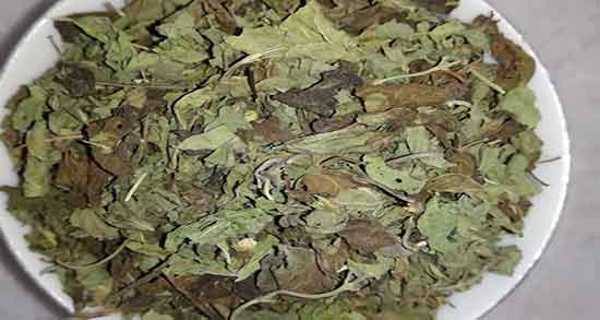 خواص بادرنجبویه در روایات ؛ فواید دمنوش بادرنجبویه از نظر روایات قرانی خواص بادرنجبویه در روایات ؛ فواید دمنوش بادرنجبویه از نظر روایات قرانی