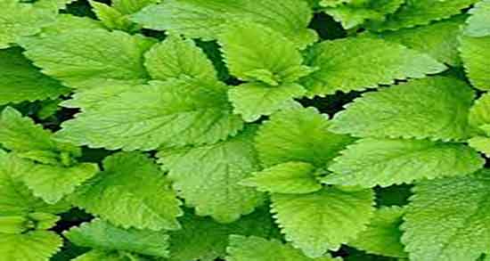 خواص بادرنجبویه در لاغری ؛ ایا بادرنجبویه برای چربی سوزی شکم مفیده خواص بادرنجبویه در لاغری ؛ ایا بادرنجبویه برای چربی سوزی شکم مفیده