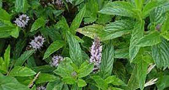 خواص بادرنجبویه چیست ؛ فواید عرق بادرنجبویه برای بدن چیست خواص بادرنجبویه چیست ؛ فواید عرق بادرنجبویه برای بدن چیست