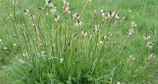 خواص بارهنگ برای دیابت ؛ ایا بارهنگ قند خون زنان باردار را بالا میبرد