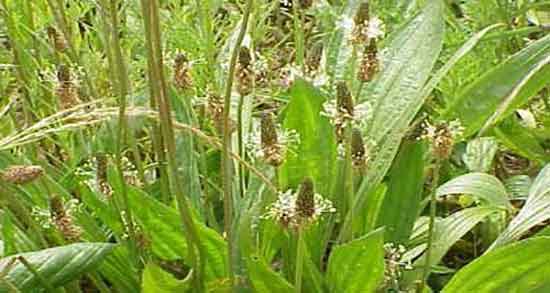 خواص بارهنگ برای لاغری ؛ فواید مصرف دمنوش بارهنگ برای چربی سوزی خواص بارهنگ برای لاغری ؛ فواید مصرف دمنوش بارهنگ برای چربی سوزی