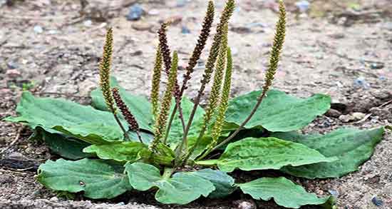 خواص بارهنگ خیراندیش ؛ فواید مصرف بارهنگ از نظر دکتر خیر اندیش خواص بارهنگ خیراندیش ؛ فواید مصرف بارهنگ از نظر دکتر خیر اندیش