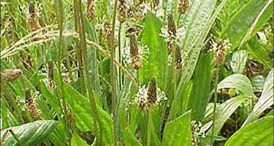 خواص بارهنگ در درمان یبوست و فواید مصرف بارهنگ برای درمان یبوست خواص بارهنگ در درمان یبوست ؛ فواید مصرف بارهنگ برای درمان یبوست